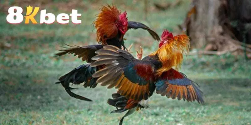 da-ga-8kbet